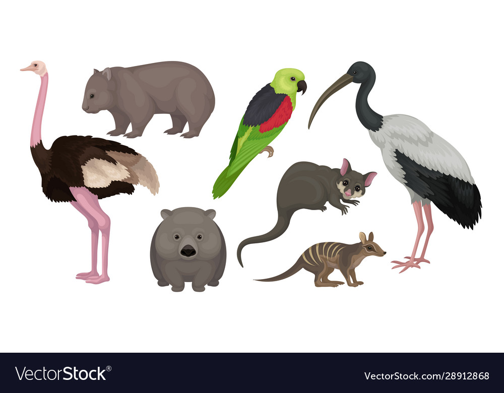 Wild australian animals and birds isolated Vector Image Wild australian animals and birds isolated Vector Image
