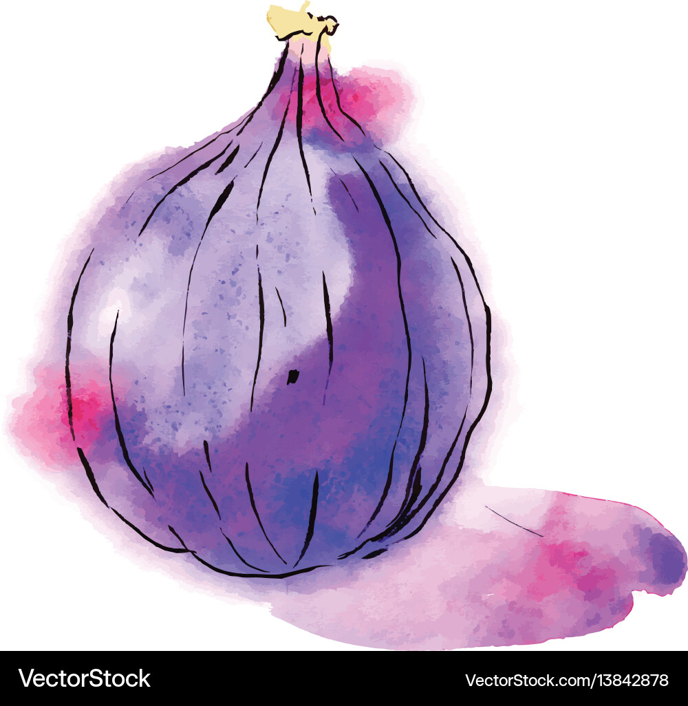 Fig of blue color Royalty Free Vector Image VectorStock