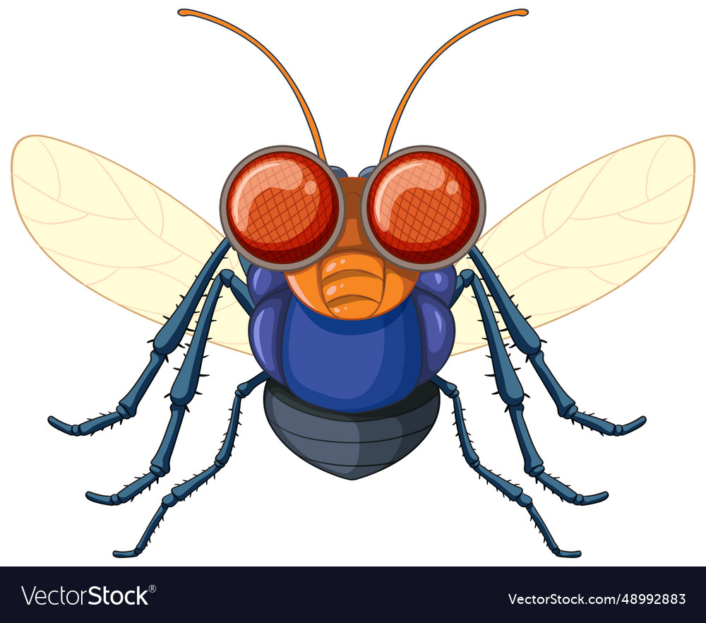 Happy fly cartoon character Royalty Free Vector Image