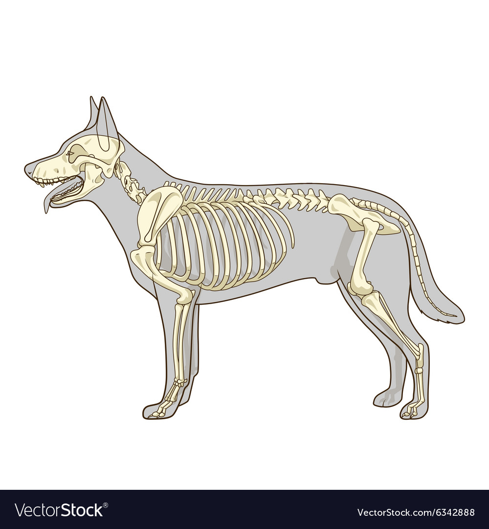 Dog Skeleton Images – Browse 17,253 Stock Photos, Vectors, and Video