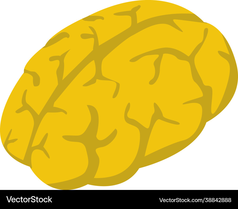 Human brain Royalty Free Vector Image - VectorStock
