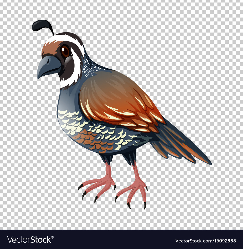 Wild quail on transparent background Royalty Free Vector