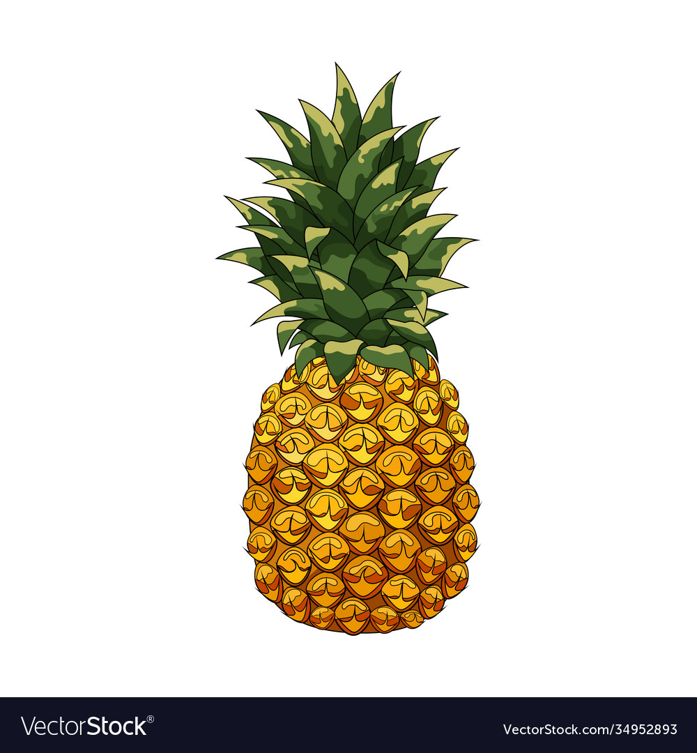 Pineapple Royalty Free Vector Image - VectorStock