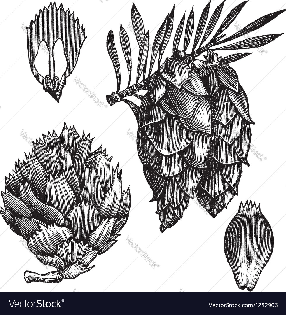 Black Spruce vintage engraving Royalty Free Vector Image