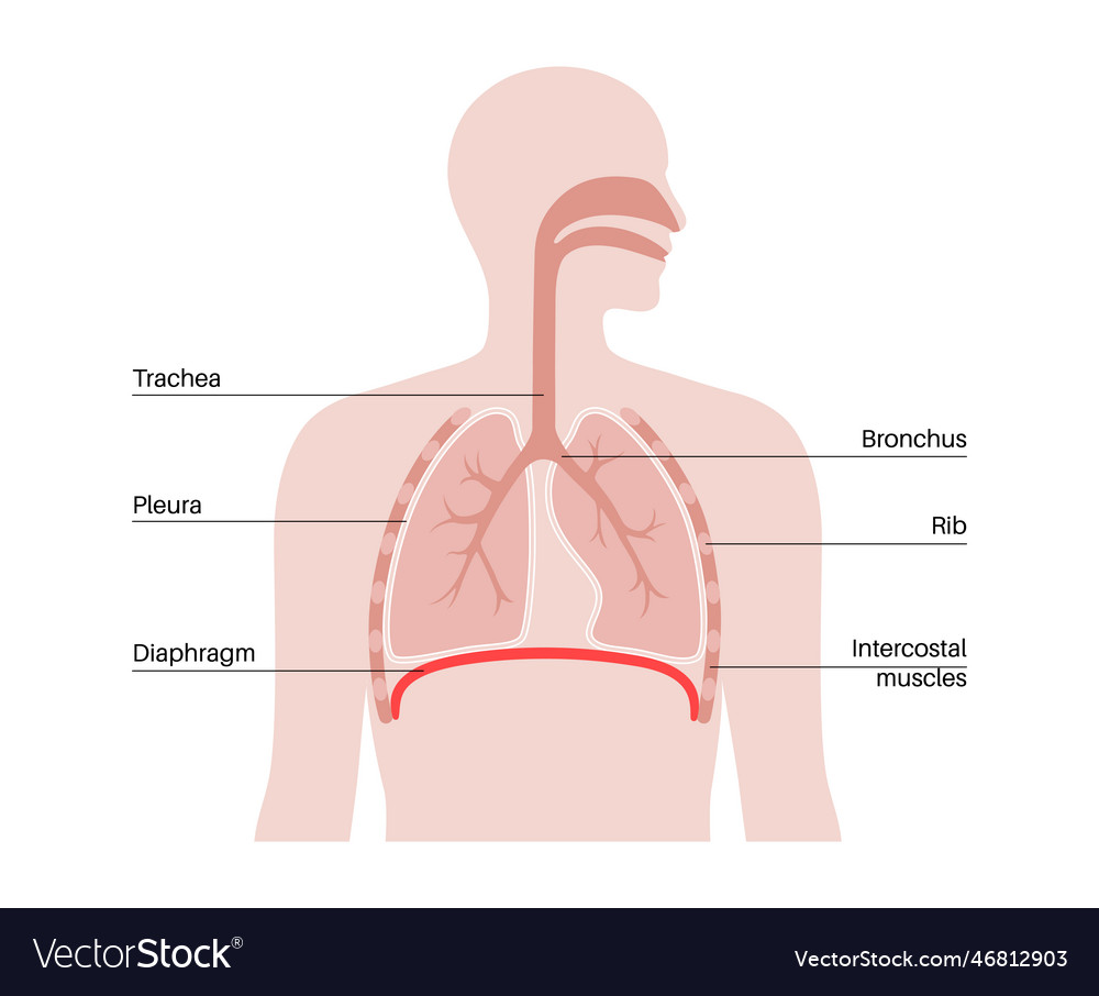 Diaphragm anatomical poster Royalty Free Vector Image