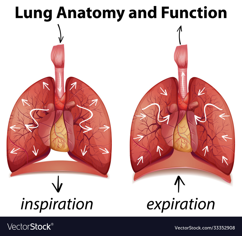 Lung anatomy and functions for education Vector Image