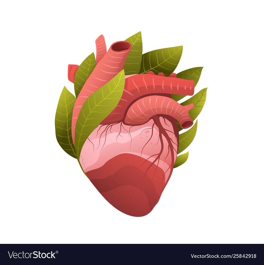 Healthy human heart metaphor flat Royalty Free Vector Image