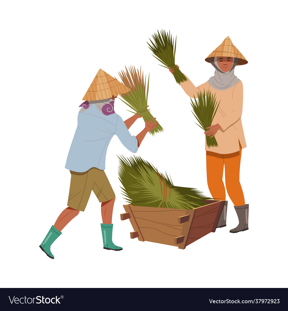 Asian farmer in straw conical hat gathering Vector Image