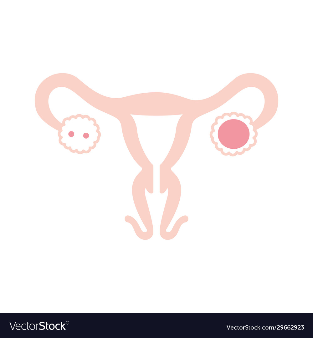 Isolated female reproductive system icon