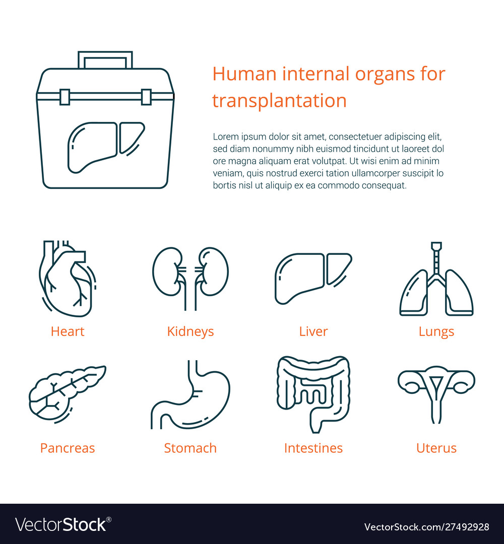 Large set linear icons human internal