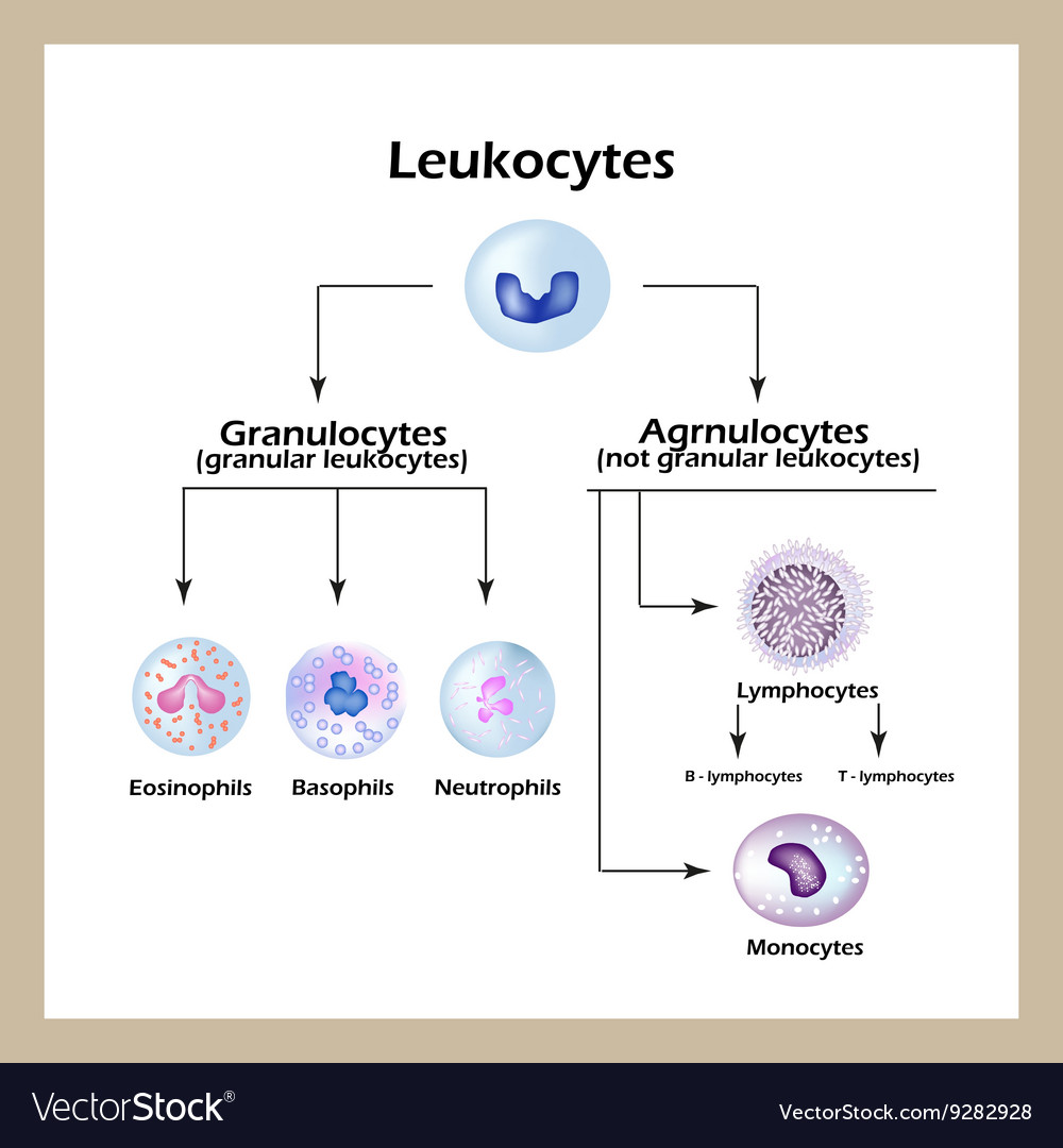 White Blood Cell Chart