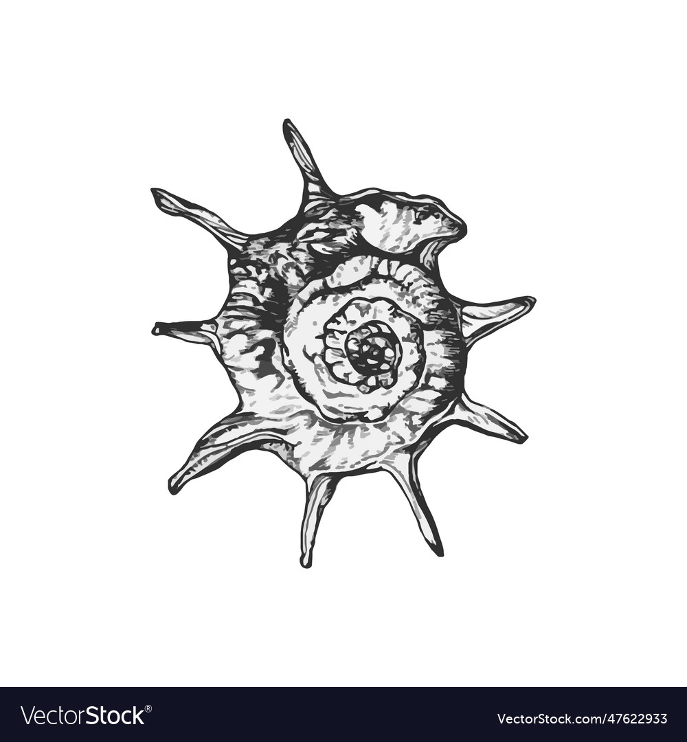 Handdrawn shell shell drawing sea Royalty Free Vector Image