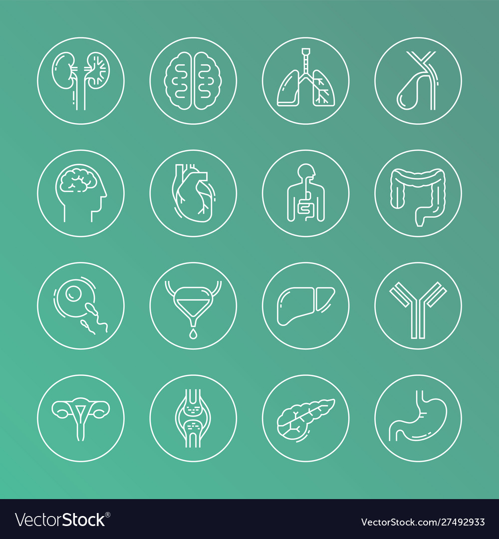 Large set linear icons human organs Royalty Free Vector