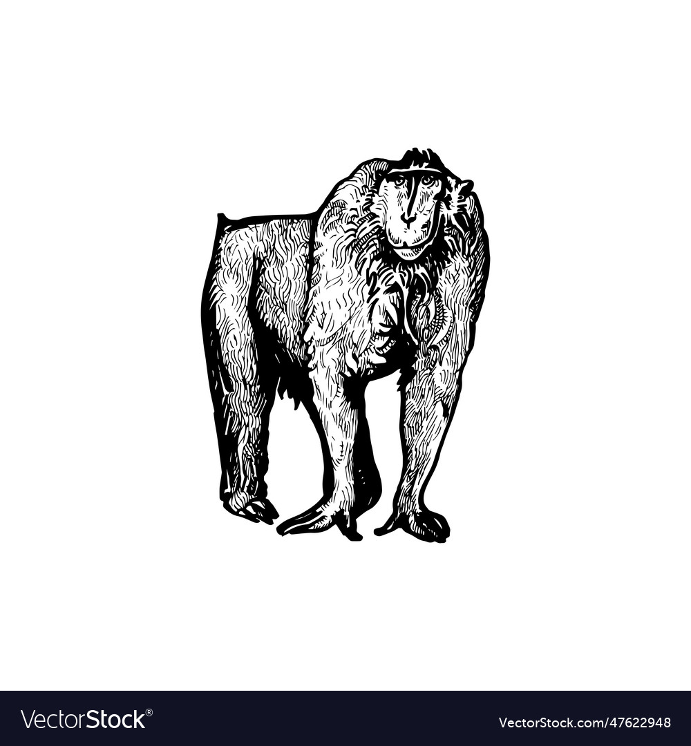 Handdrawn monkey monkey drawing Royalty Free Vector Image