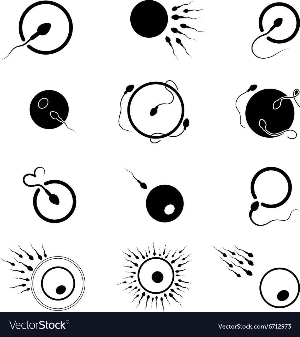 Egg and sperm Royalty Free Vector Image - VectorStock