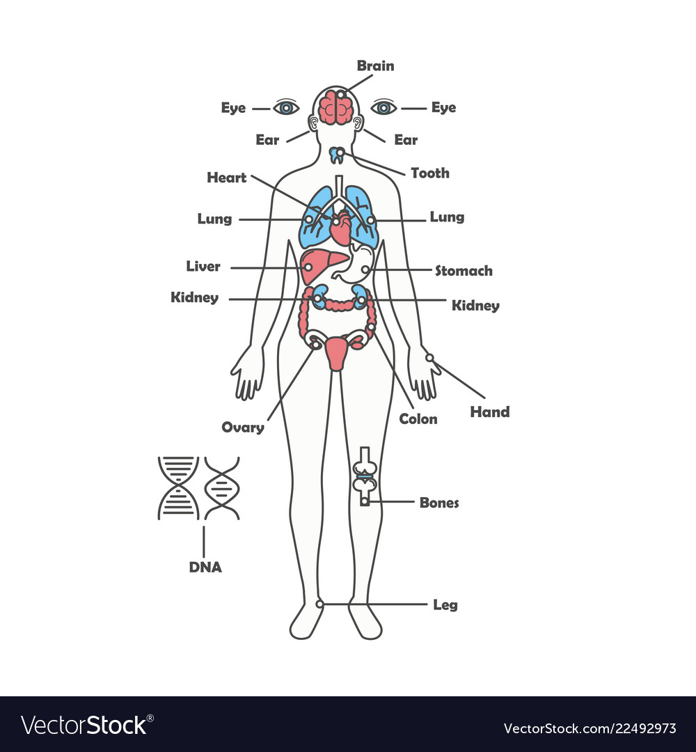 Female human anatomy body internal organs Vector Image