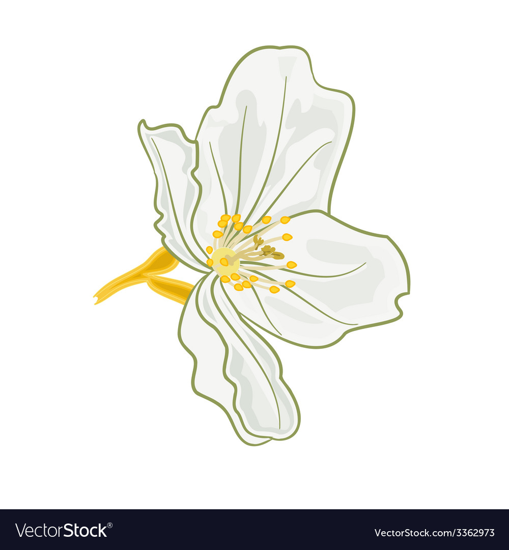 Jasmine flower isolated on a white background