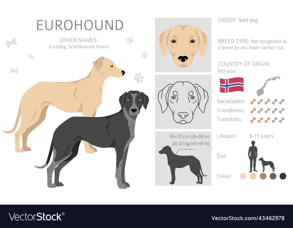 Eurohound clipart different coat colors set Vector Image