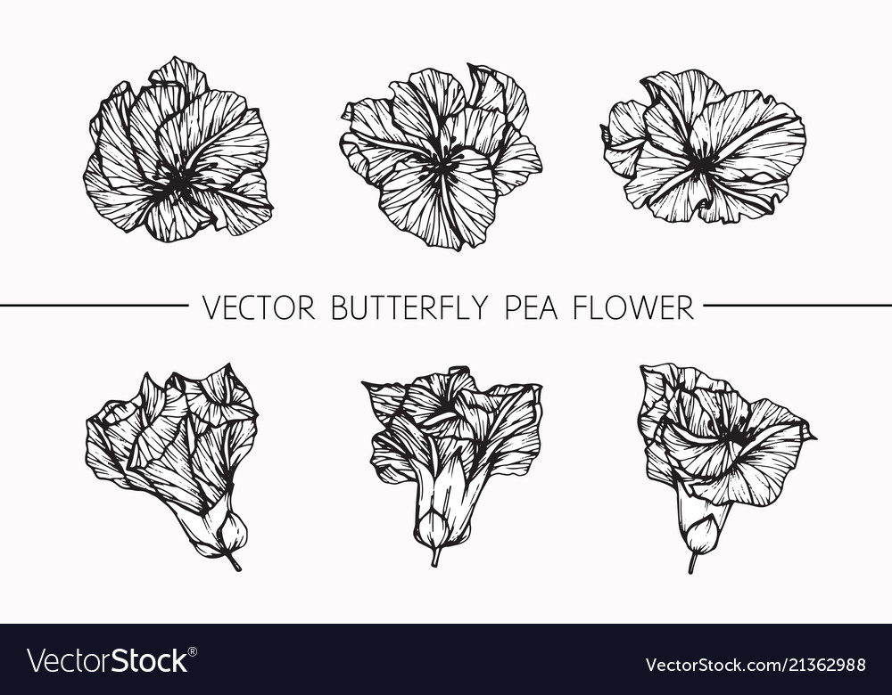 Monarch Butterfly On a Flower Sketch by Animatedobjectsshows on DeviantArt