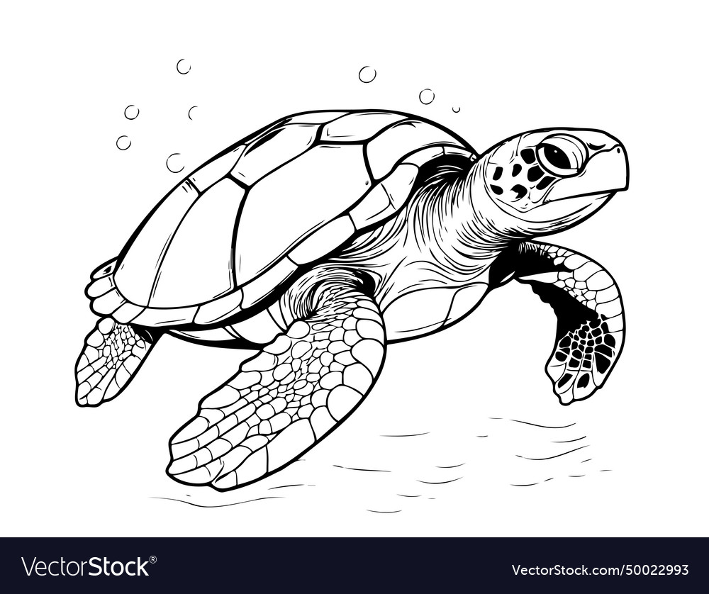 Sea turtle hand drawn engraving style sketch Vector Image