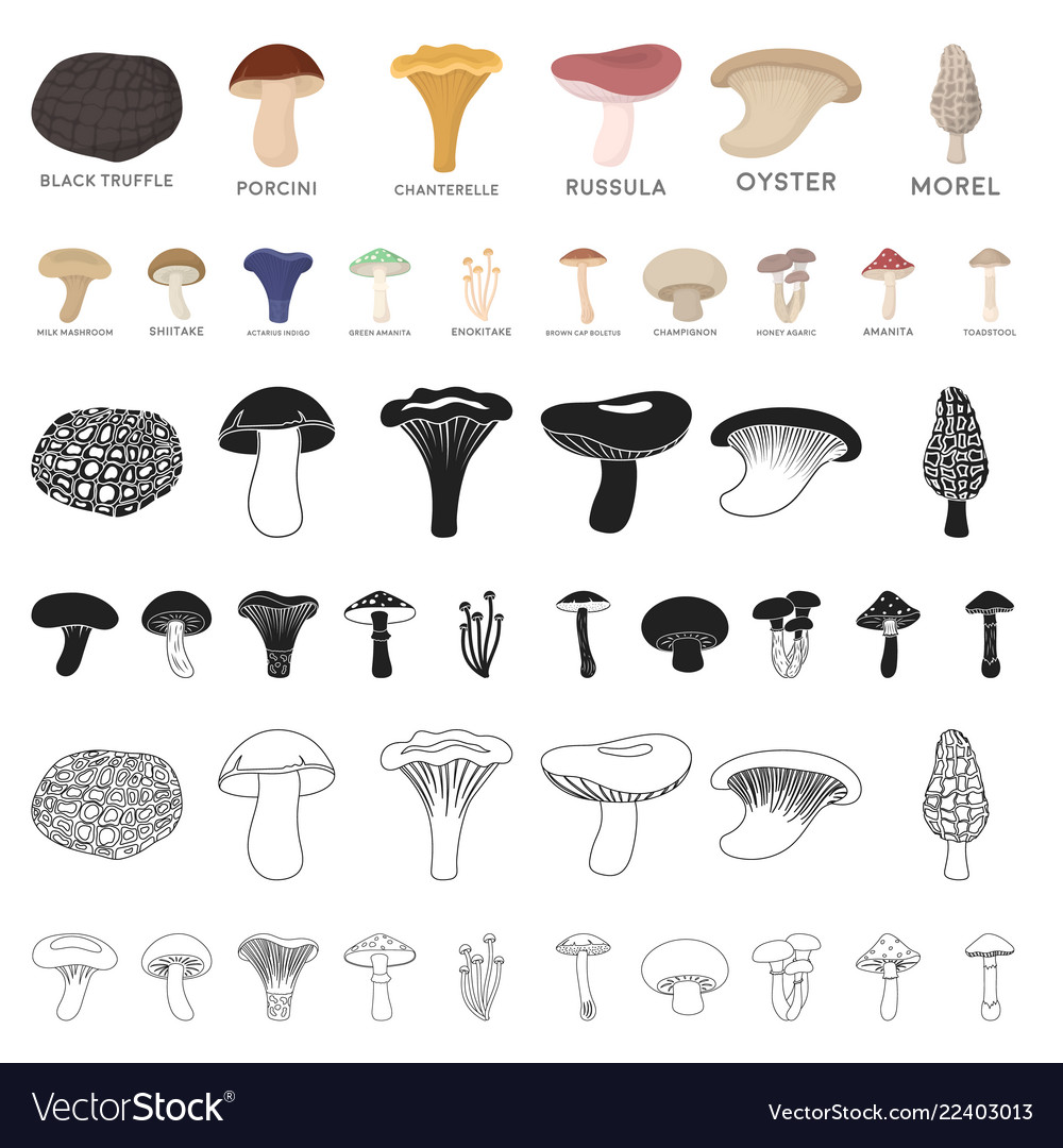 Poisonous and edible mushroom cartoon icons in set