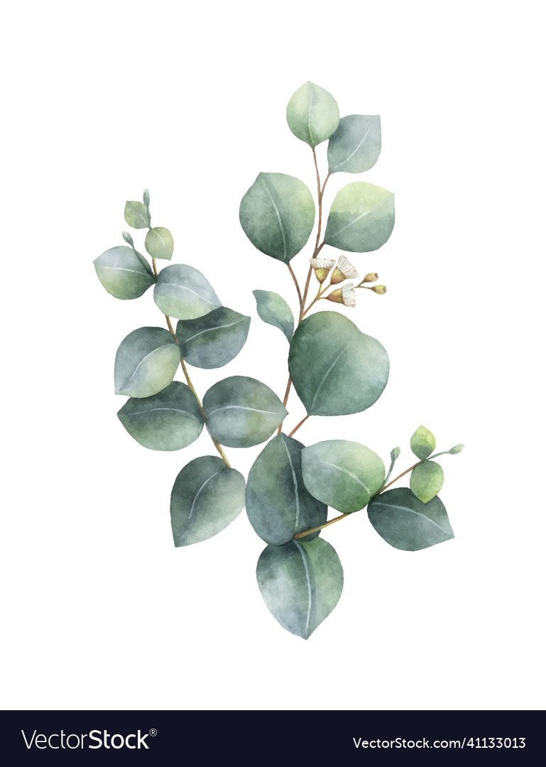 Watercolor hand painted green eucalyptus bouquet Vector Image