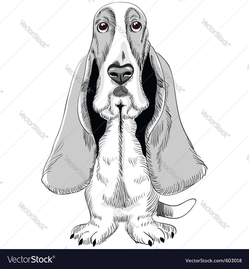 Basset hound Royalty Free Vector Image VectorStock