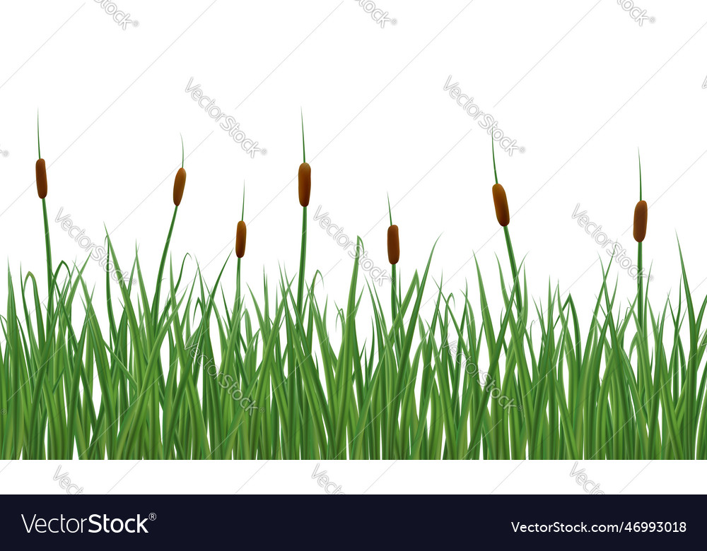 Realistic reeds and rushes isolated on white Vector Image