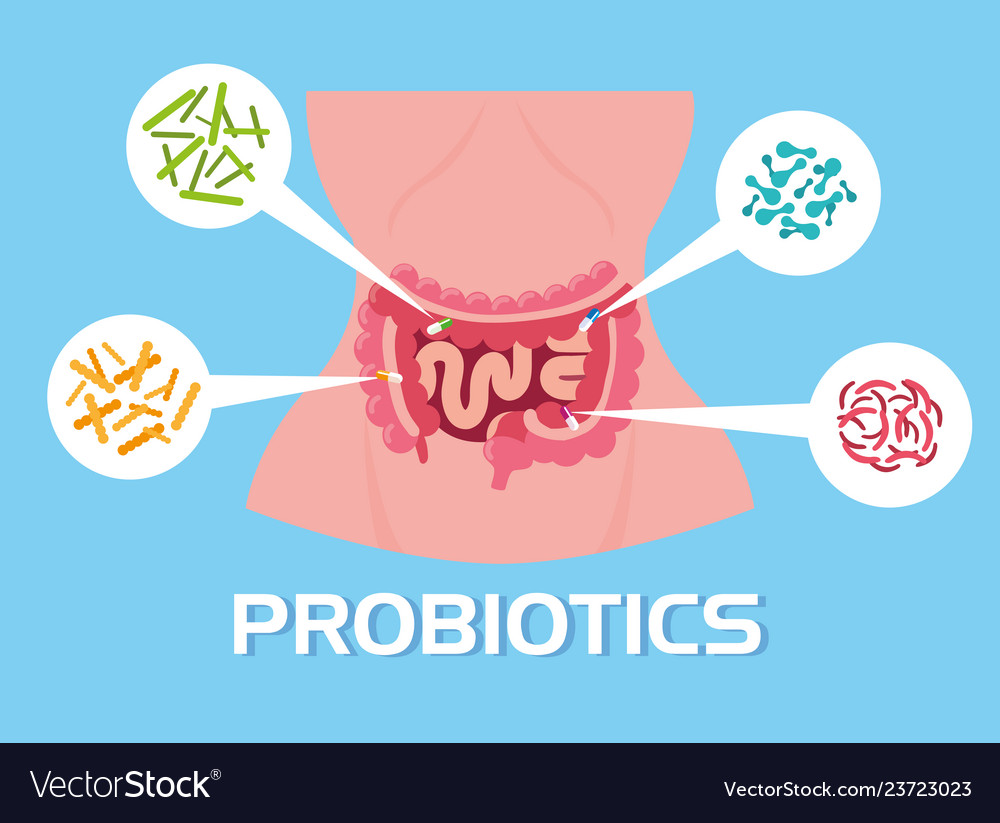 Body of woman with probiotics organisms Royalty Free Vector