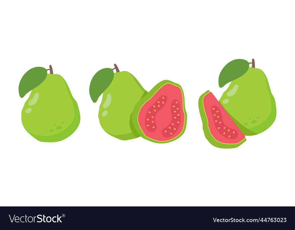 Green guava sweet fruit with high vitamin c Vector Image