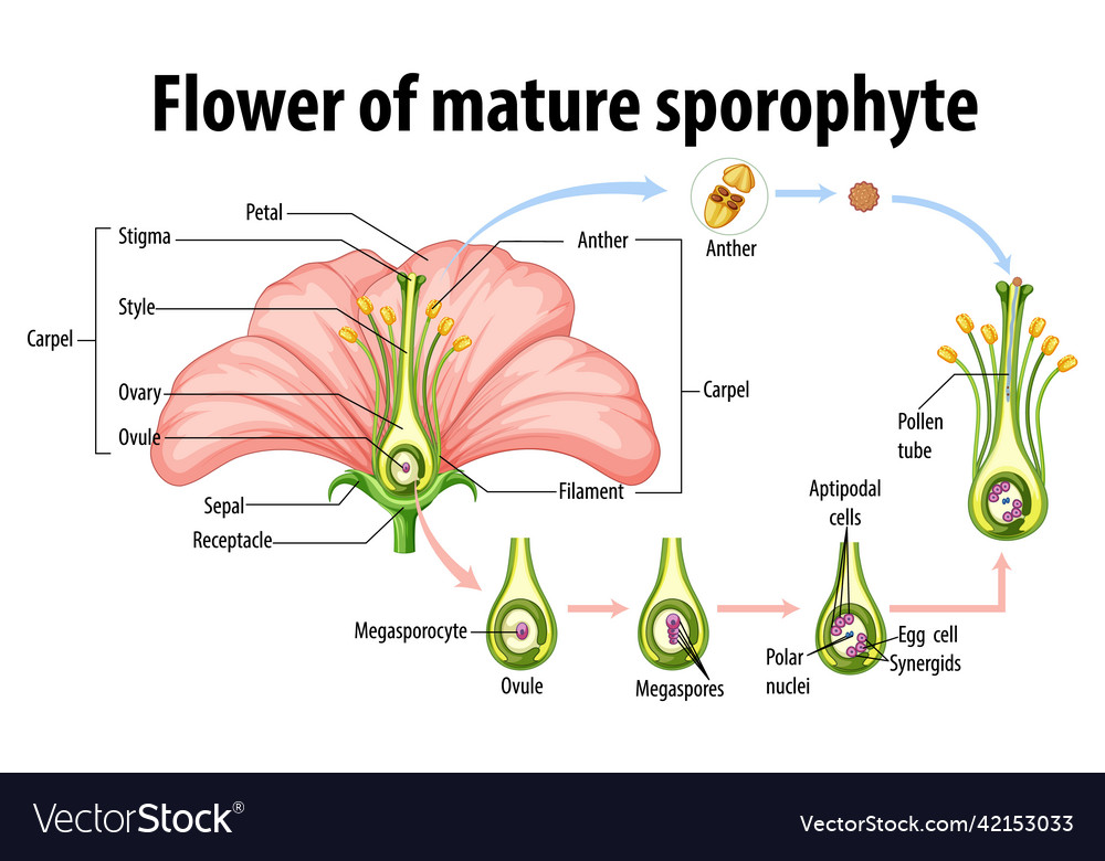 Diagram showing flower of mature sporophyte Vector Image