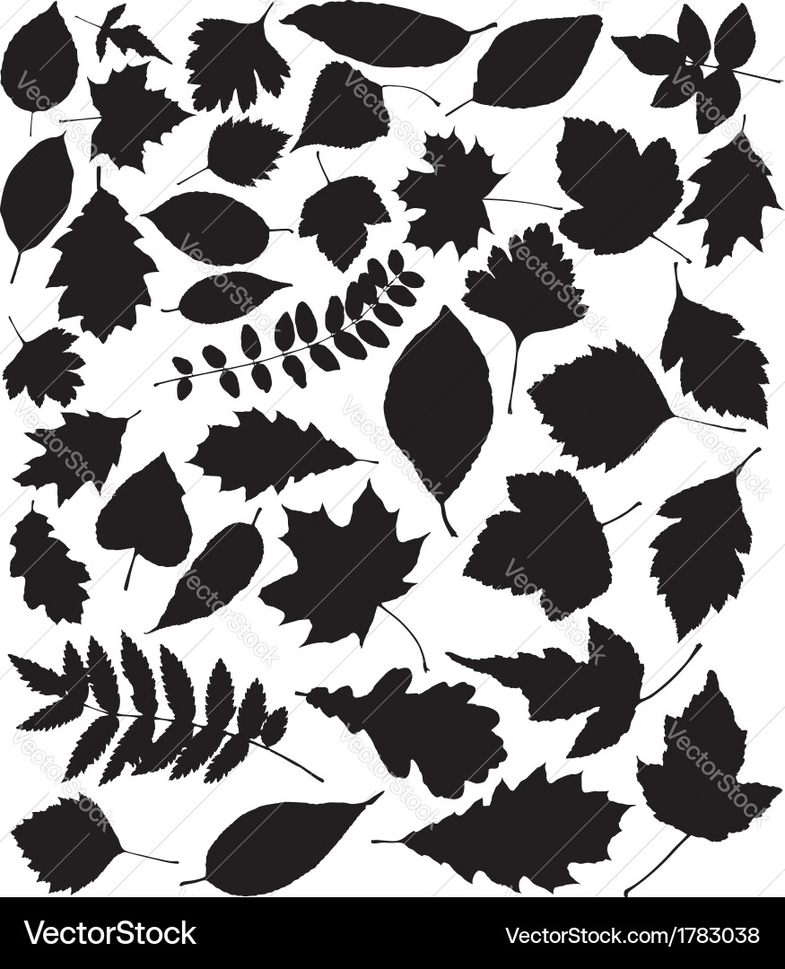 Leaves Royalty Free Vector Image - VectorStock