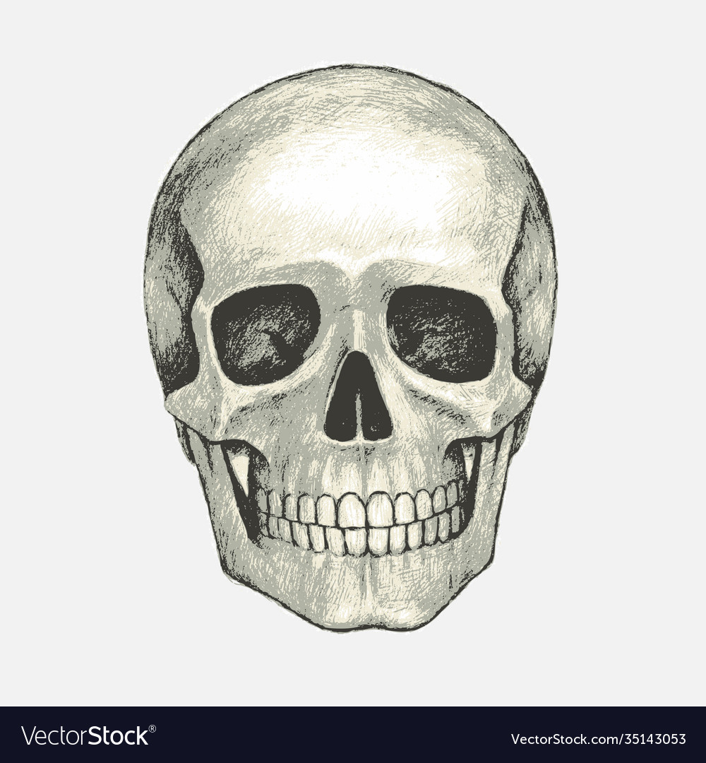 Hand drawn isolated human skull pencil drawing Vector Image