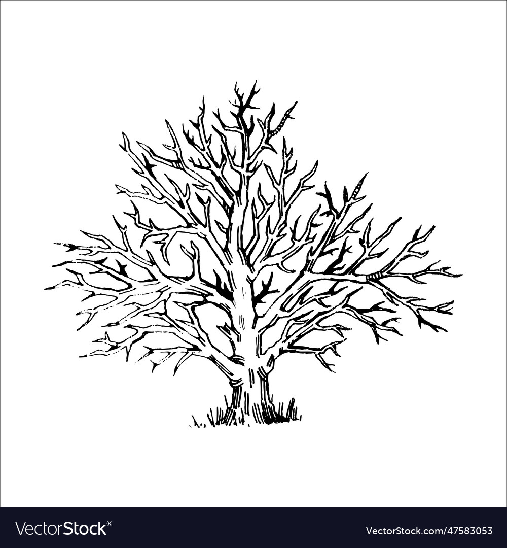 Hand drawn tree pine tree forest Royalty Free Vector Image