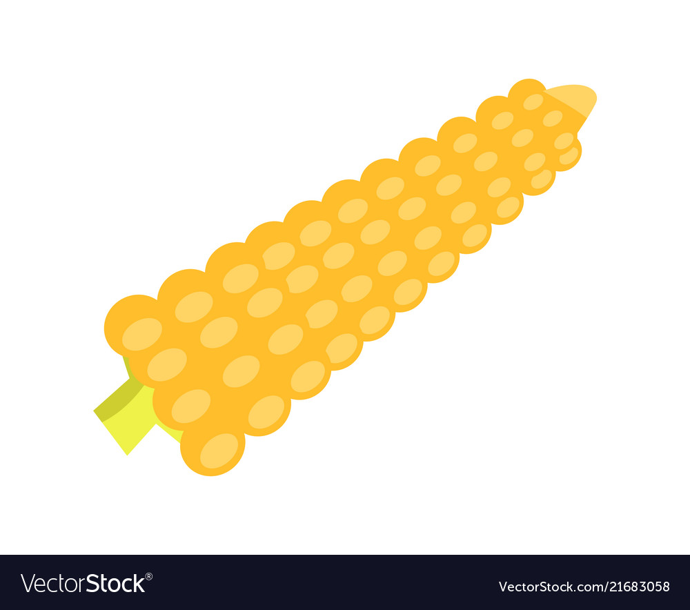 Cartoon yellow corn isolated on white background Vector Image