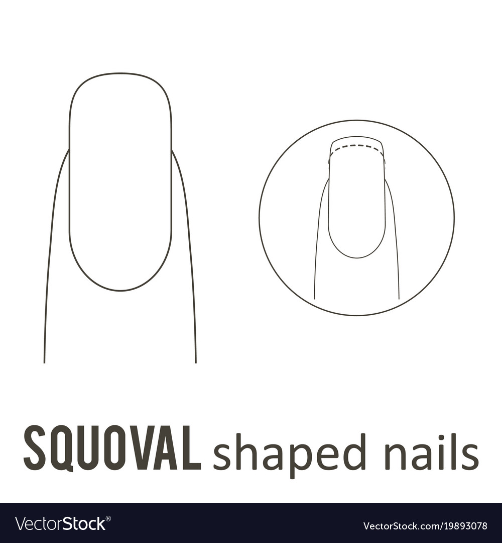 Nail shape squoval Royalty Free Vector Image - VectorStock Nail shape squoval Royalty Free Vector Image - VectorStock