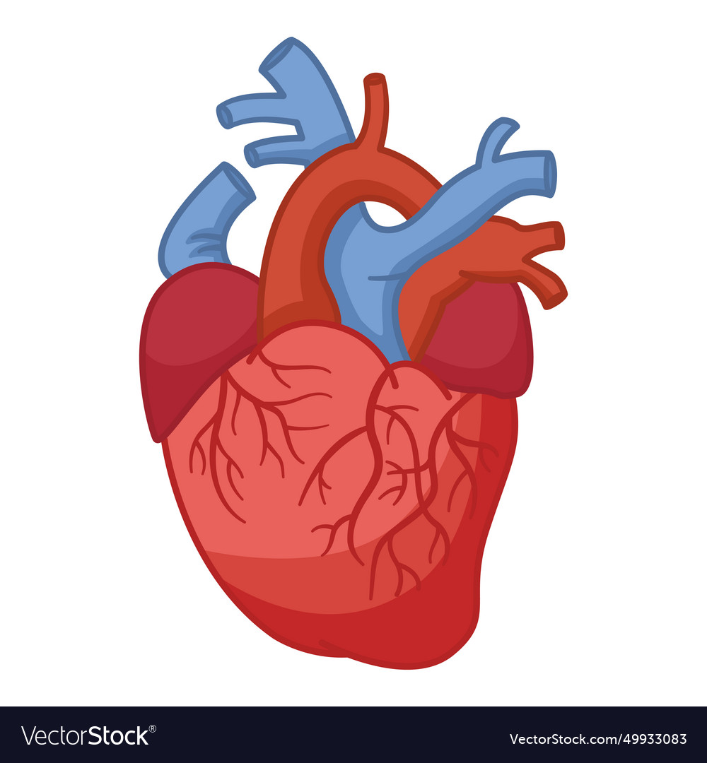 Anatomy of the human heart Royalty Free Vector Image