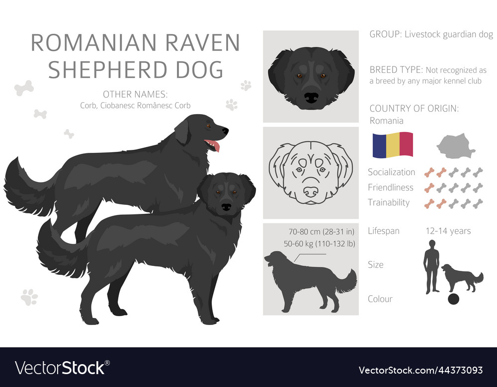 Romanian raven shepherd dog clipart all coat Vector Image