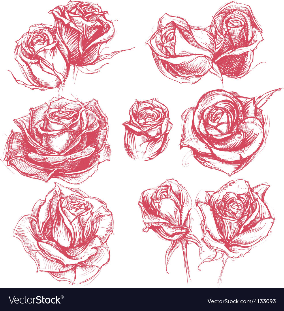 red roses sketch