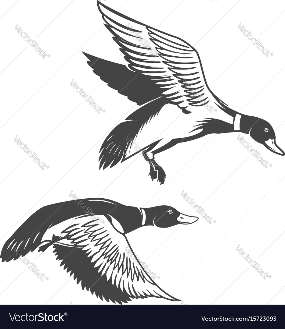 Set wild ducks icons isolated on white Royalty Free Vector