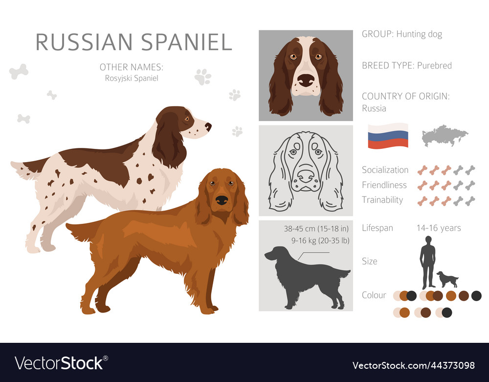 Russian spaniel store