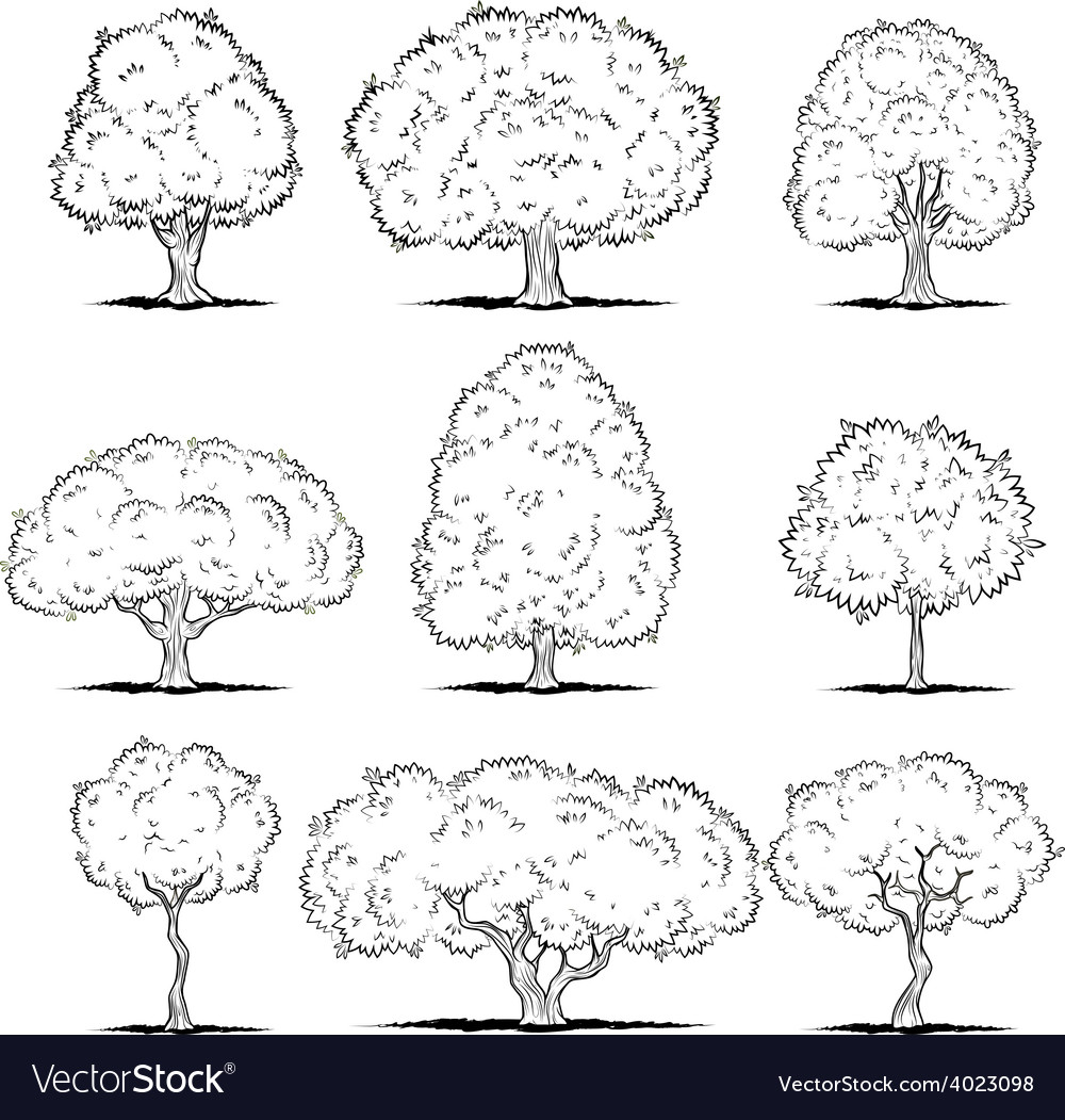 Set deciduous trees line art Royalty Free Vector Image