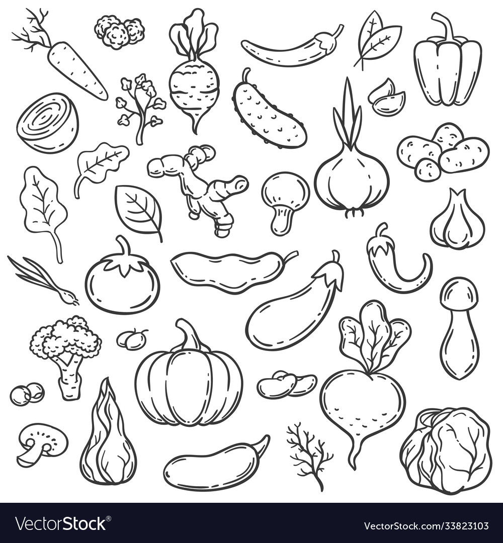 Doodle vegetables hand drawn different carrot Vector Image