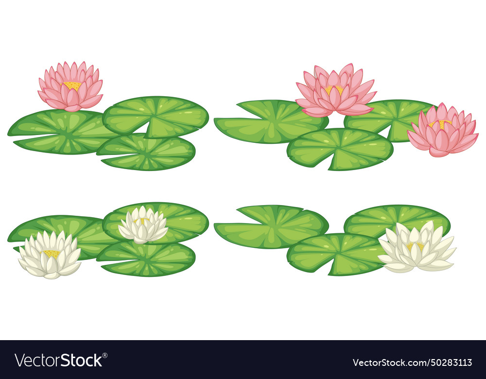 Blooming water lilies and pads Royalty Free Vector Image