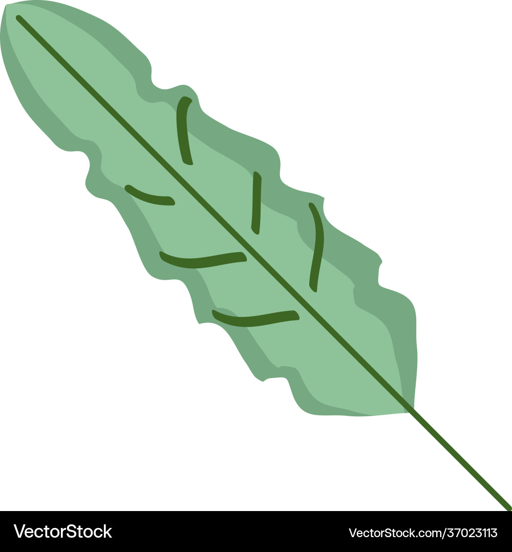 Leaf nature botanical Royalty Free Vector Image