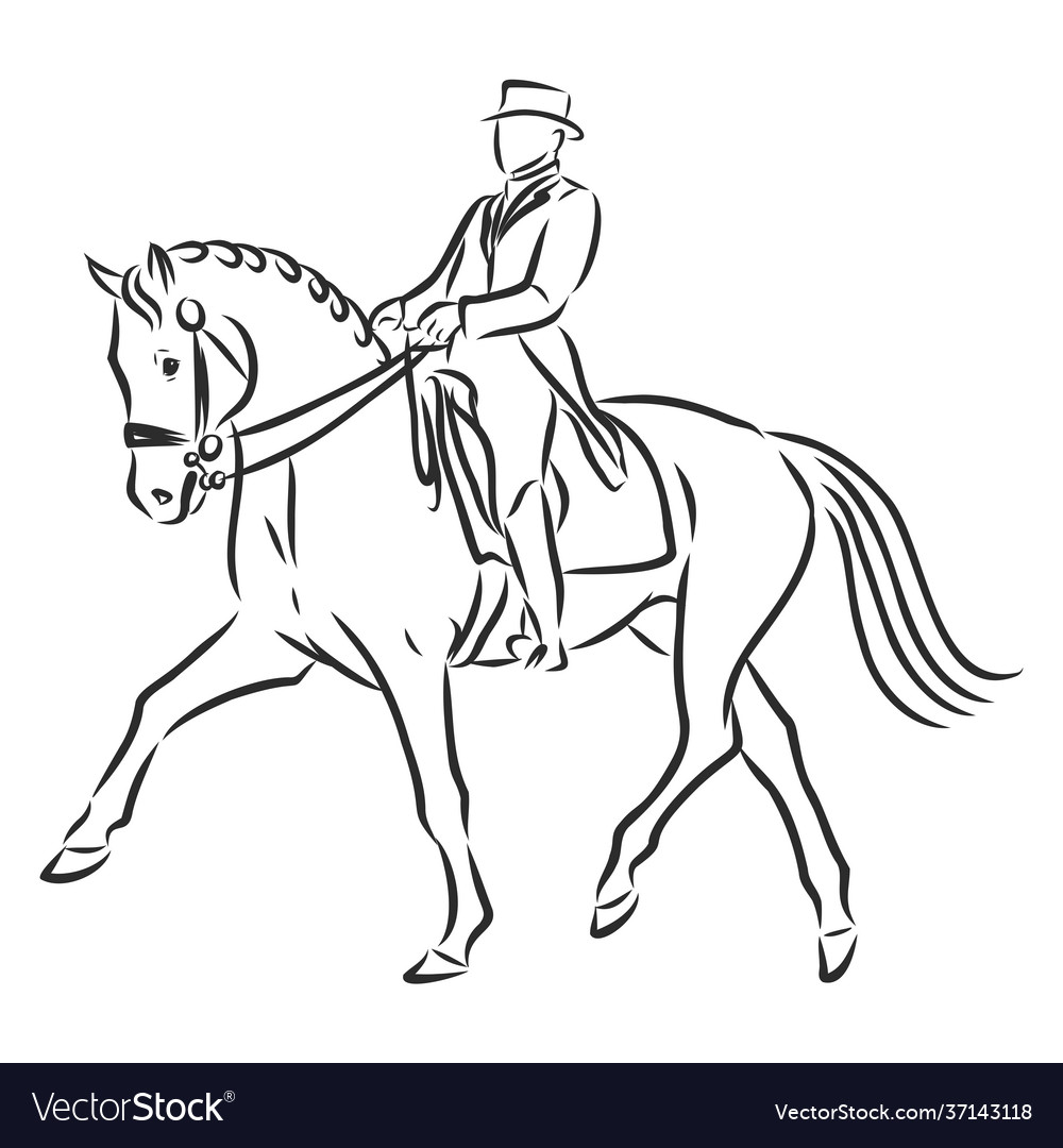 A sketch dressage rider on horse executing Vector Image