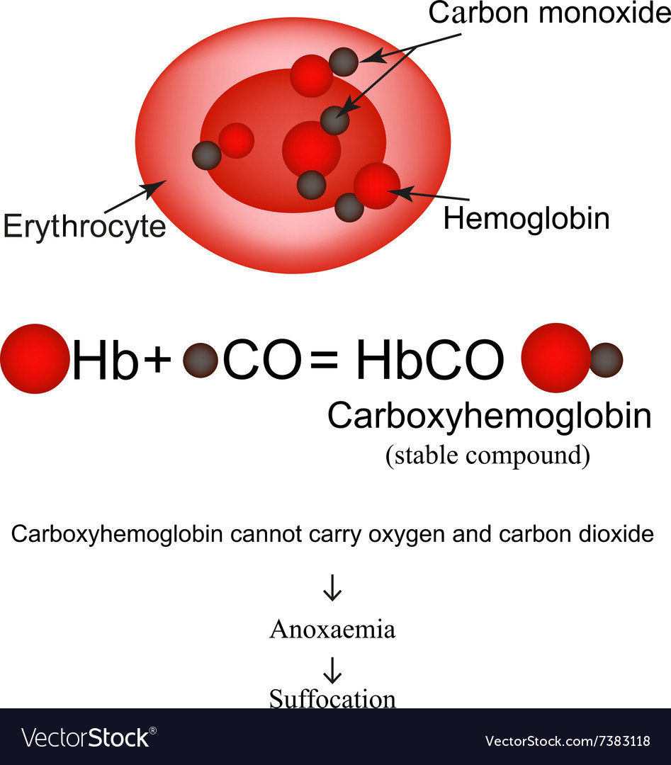 Carboxyhemoglobin Joining Hemoglobin Carbon Vector Image