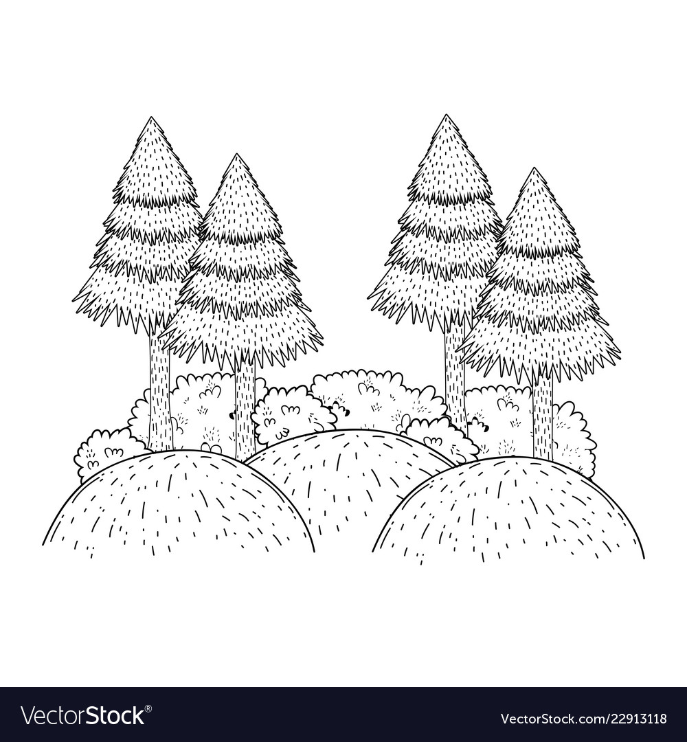 Pines forest landscape scene Royalty Free Vector Image