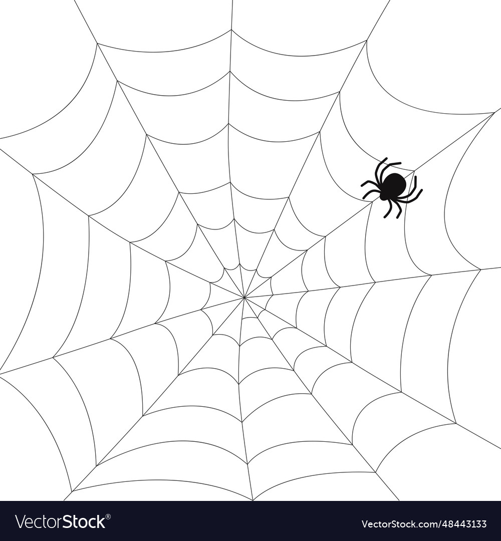 Spiderweb and spider on white background Vector Image