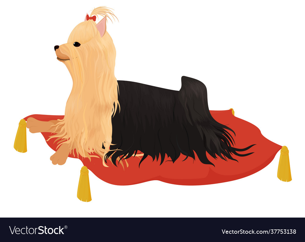 Yorkshire terrier with red bow laying on pillow